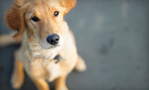Up to 64% Off Pet Care in North Las Vegas
