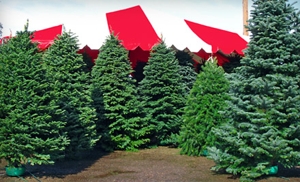 $10 for Christmas Trees and Holiday Wreaths